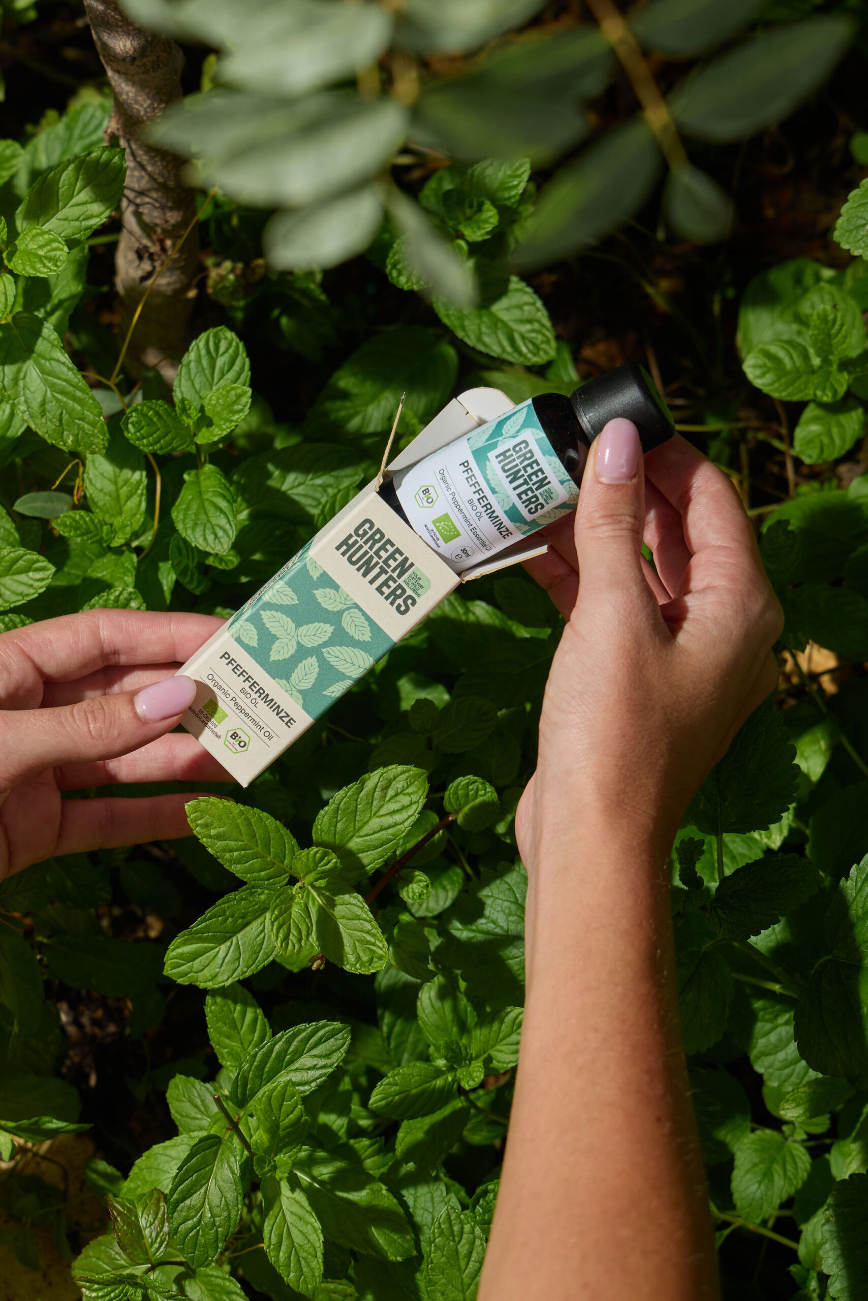 Bio-Pfefferminzöl – Bild 2